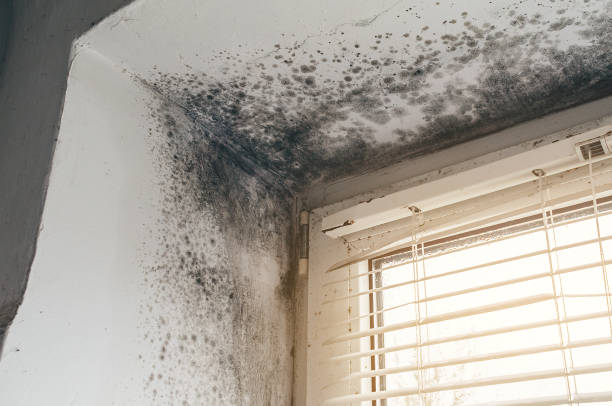 Affordable Basement Mold Removal solutions in Red Bank, NJ